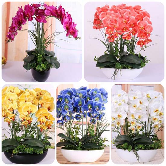 Những màu sắc đa dạng của hoa lan hồ điệp kết hợp Những màu sắc đa dạng của hoa lan hồ điệp kết hợp